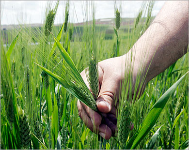 Department of Agricultural Economics