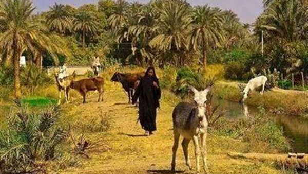 قسم المجتمع الريفى والارشاد الزراعى