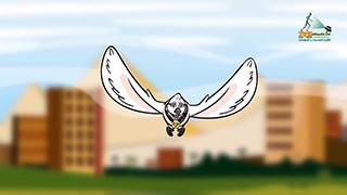 عزة عرب