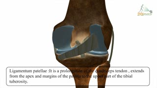 Knee Joint Anatomy