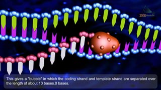 DNA Transcription