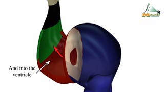 Division of The Atrioventricular Canal